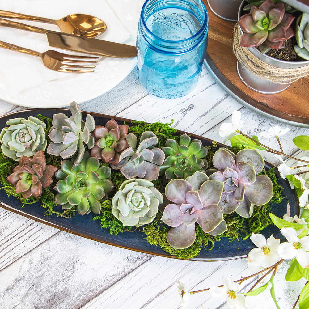 Arrangement of Altman Plants succulents for decoration