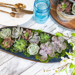 Arrangement of Altman Plants succulents for decoration