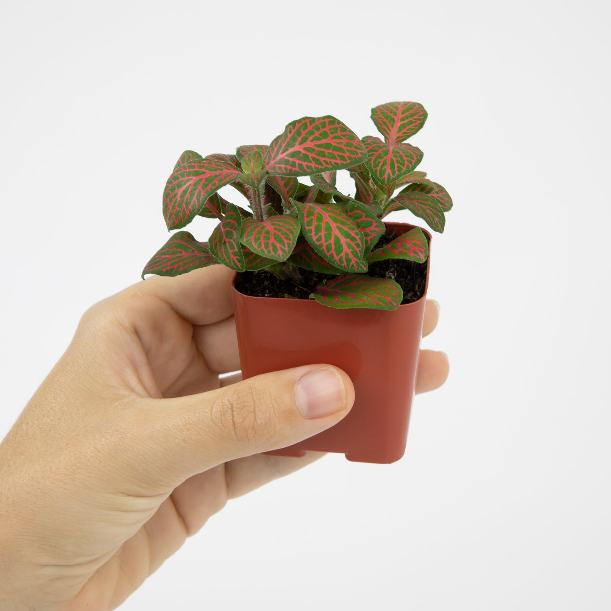Arrangement of indoor houseplants in 2-inch pots