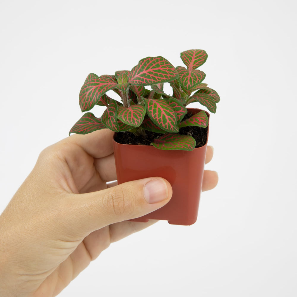 Arrangement of indoor houseplants in 2-inch pots