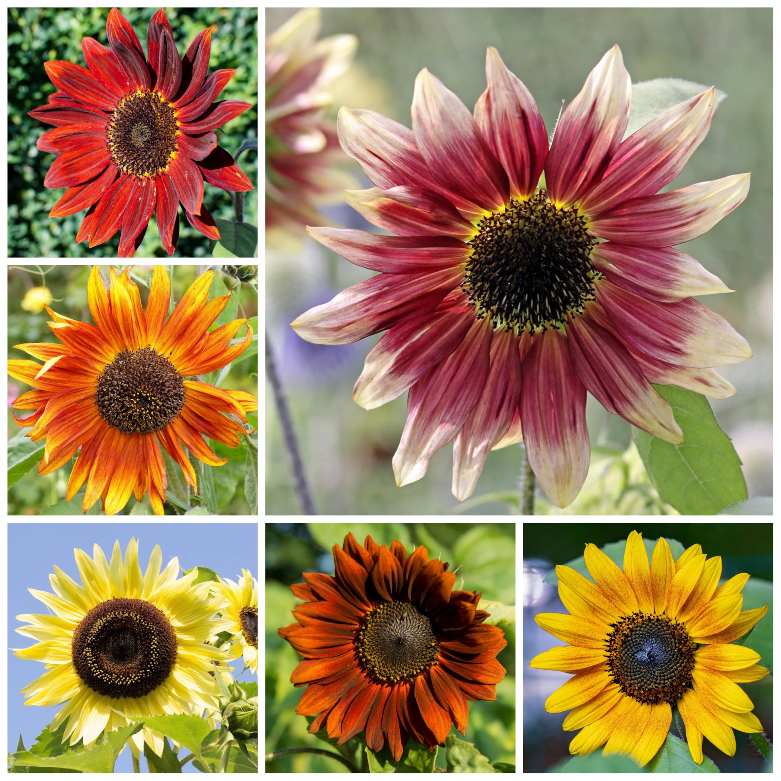 Artful illustration of sunflowers on the packet