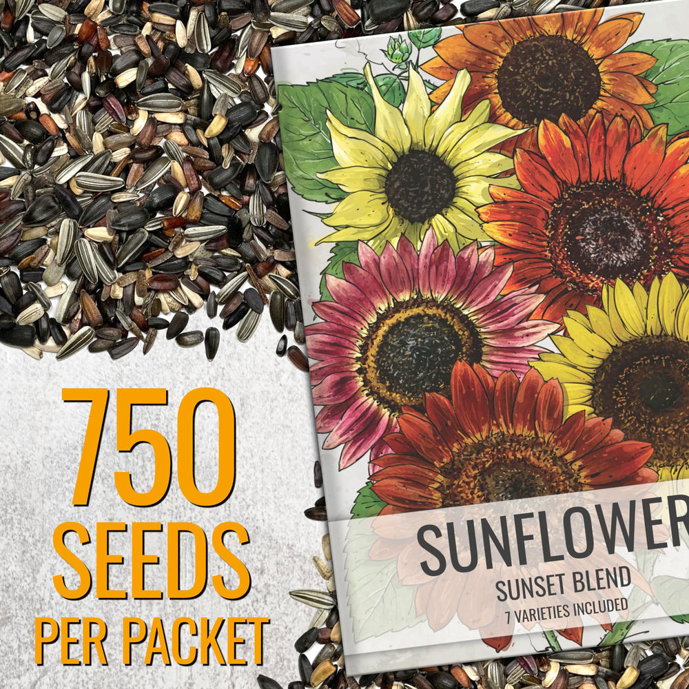 Artful illustration on Seed Needs sunflower seed packet