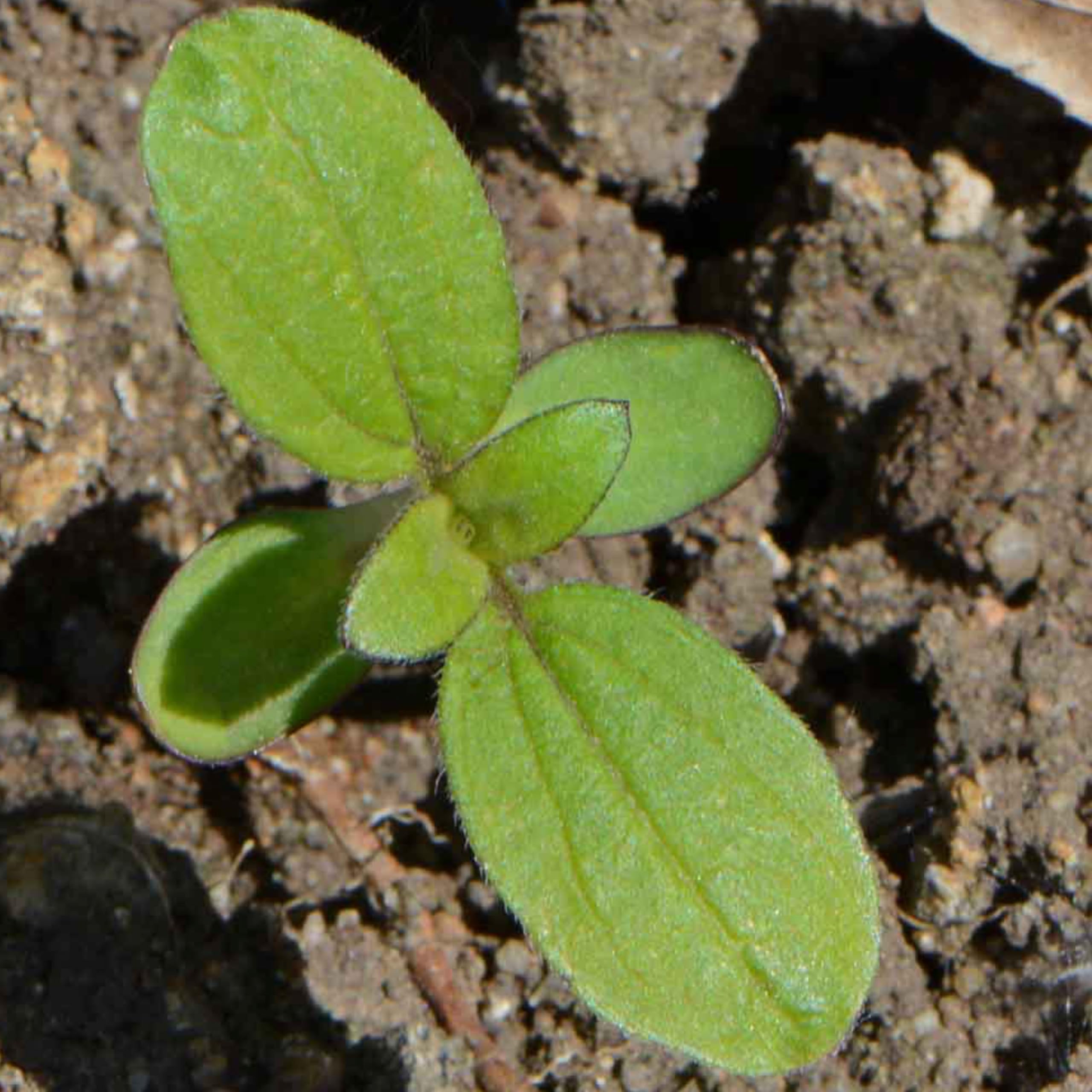 Artistic illustration on Dwarf Sunspot Sunflower seed packet