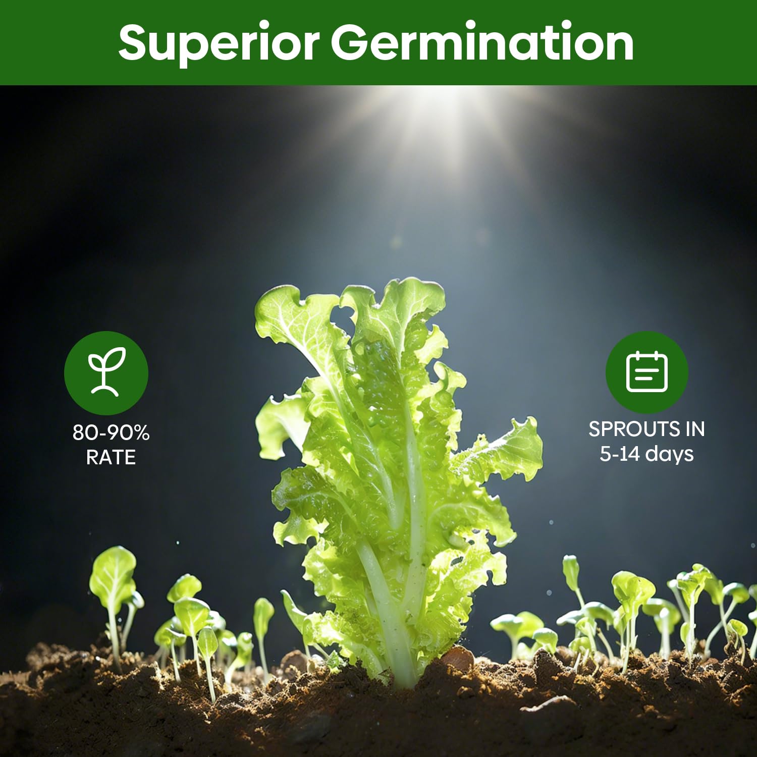 Arugula seeds from Groundio in packet
