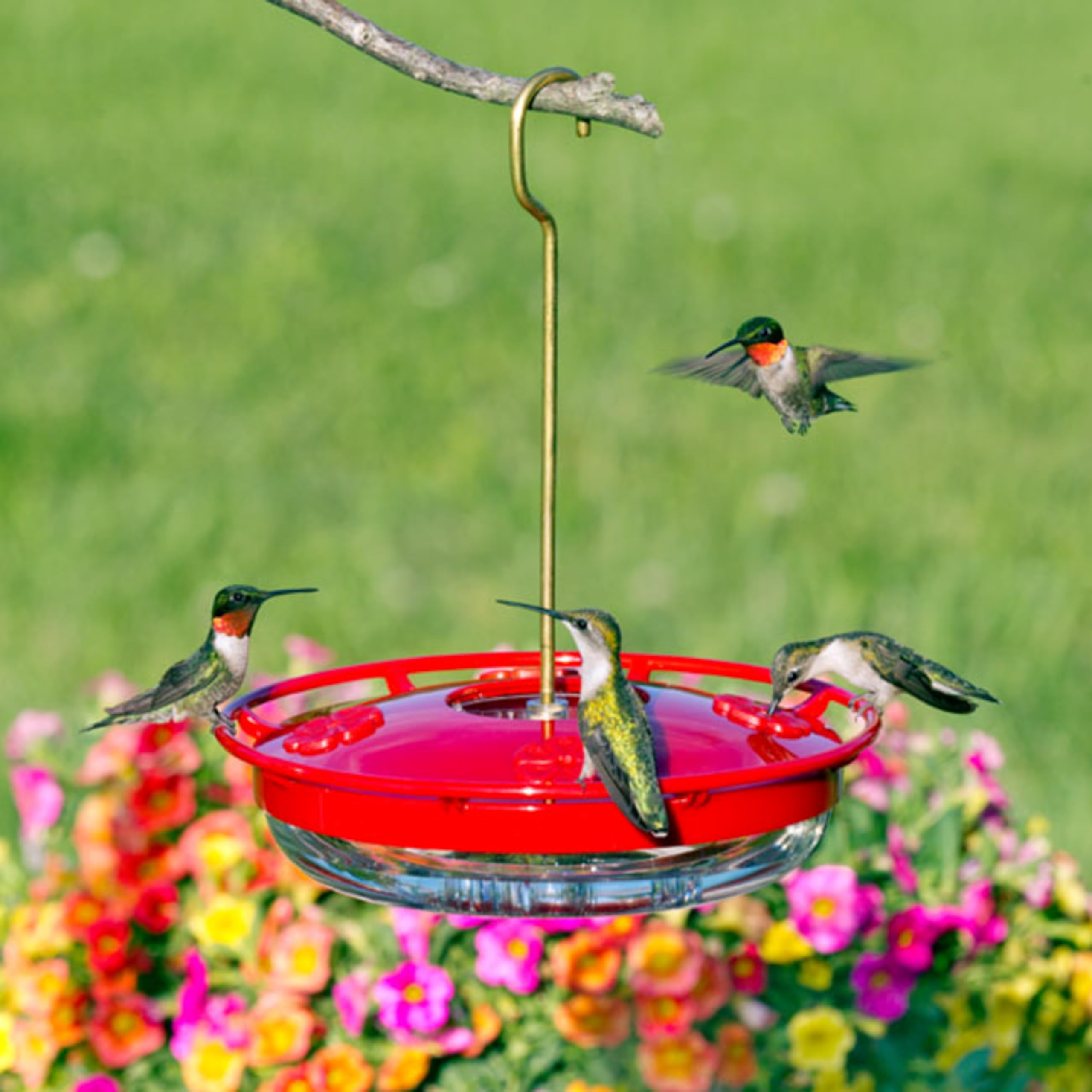 Aspects HummZinger feeder with hummingbird feeding at one port