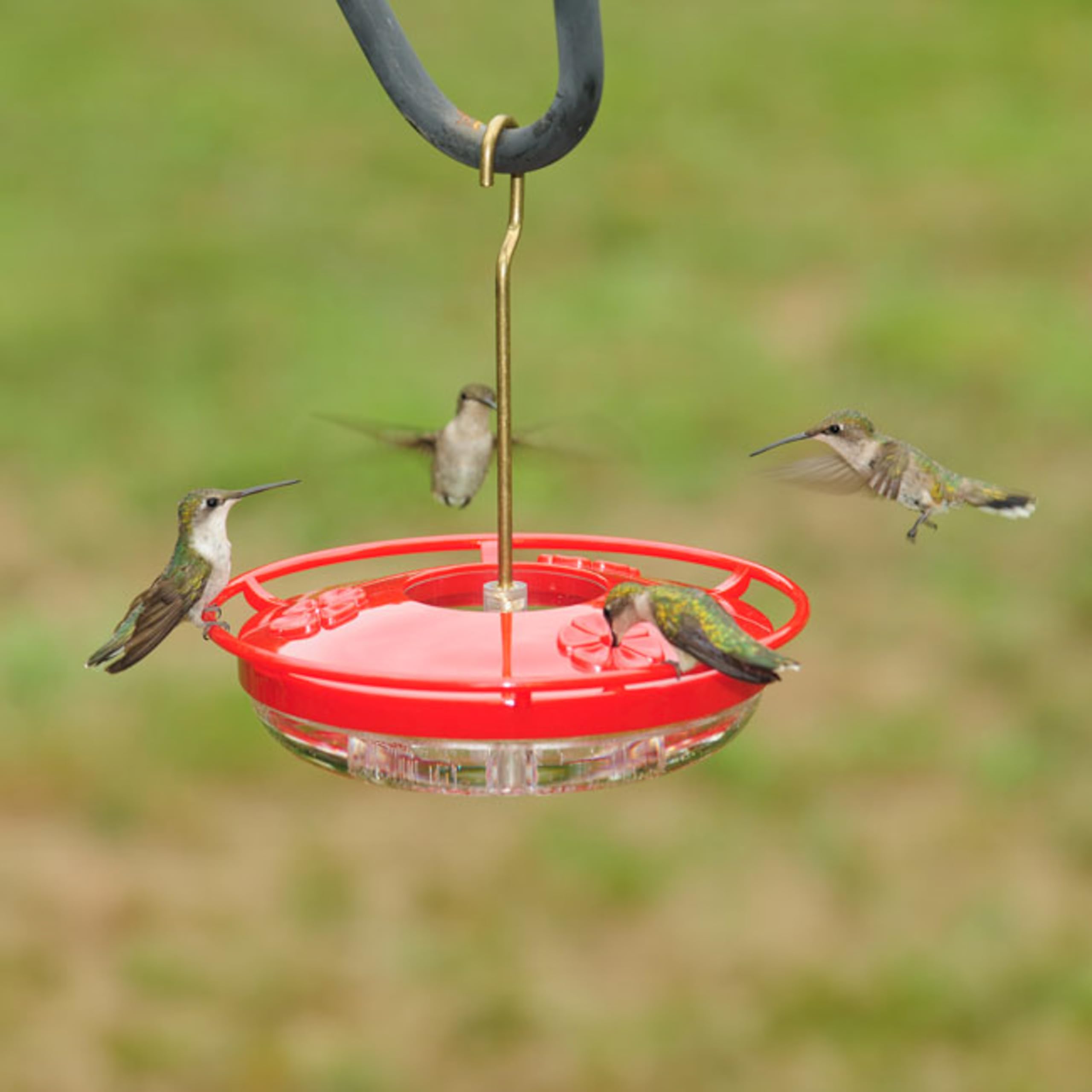 Aspects Hummzinger Mini Hummingbird Feeder displayed with nectar