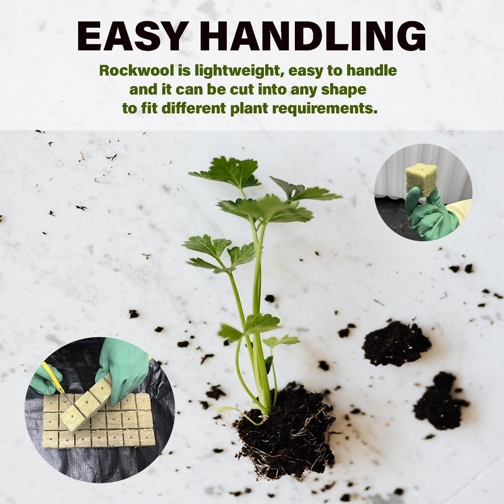 Asrnten Rockwool cube in use with seedlings