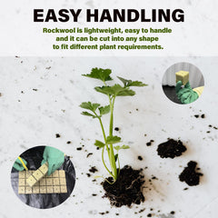 Asrnten Rockwool cube in use with seedlings