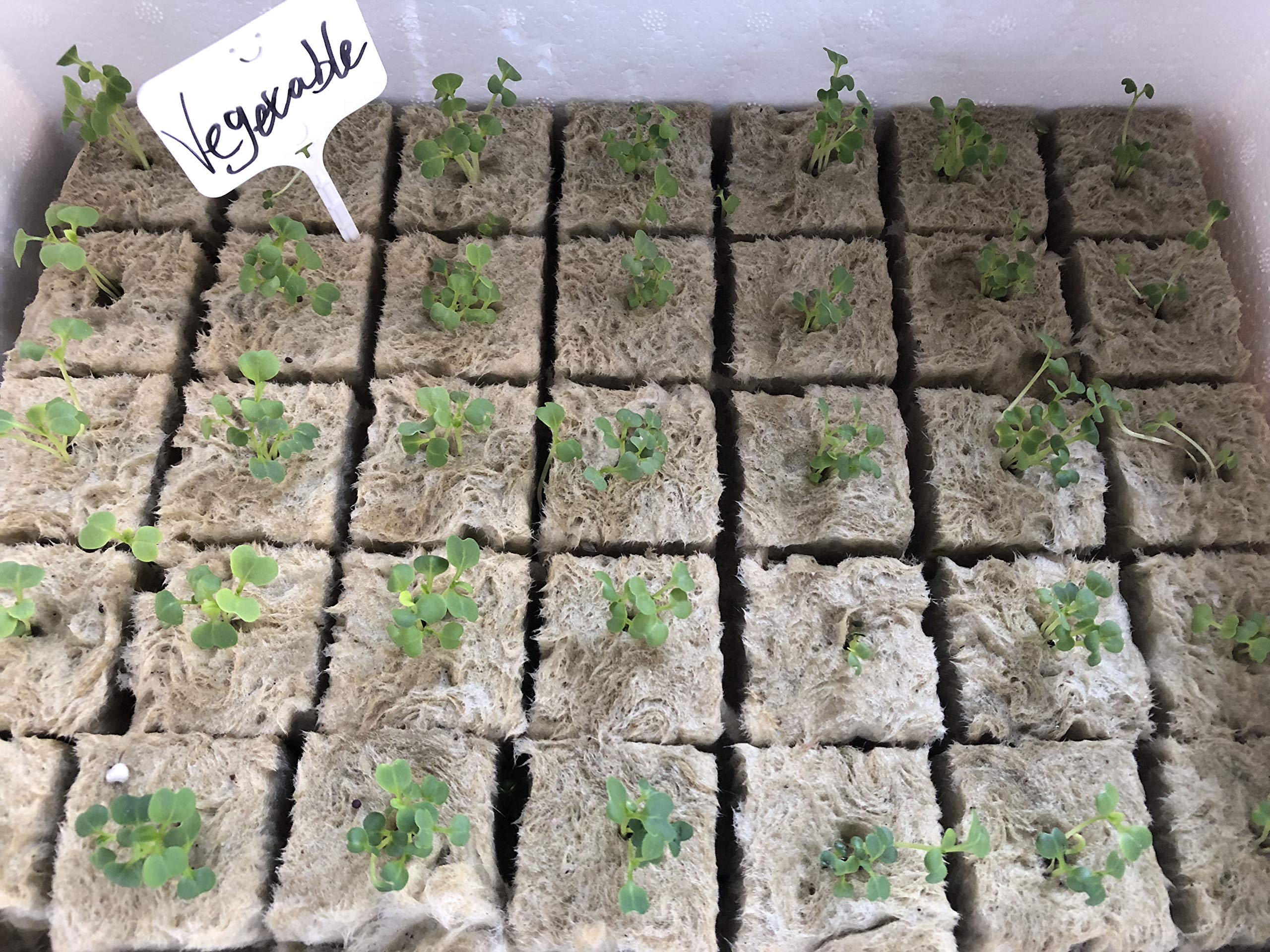 Asrnten Rockwool Starter Plugs in greenhouse setup