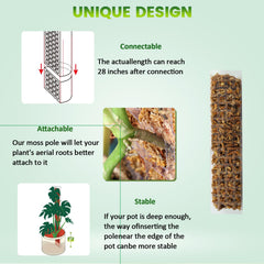 Assembled EOX moss pole kit in a plant pot with Monstera