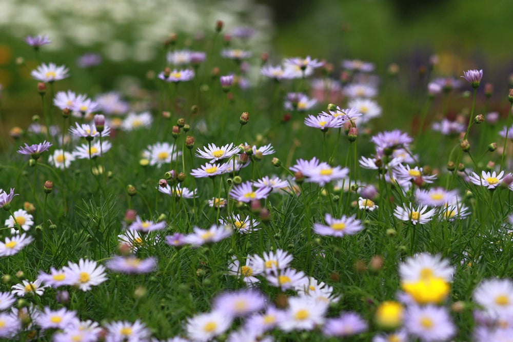 Assorted flower seeds from Black Duck Brand
