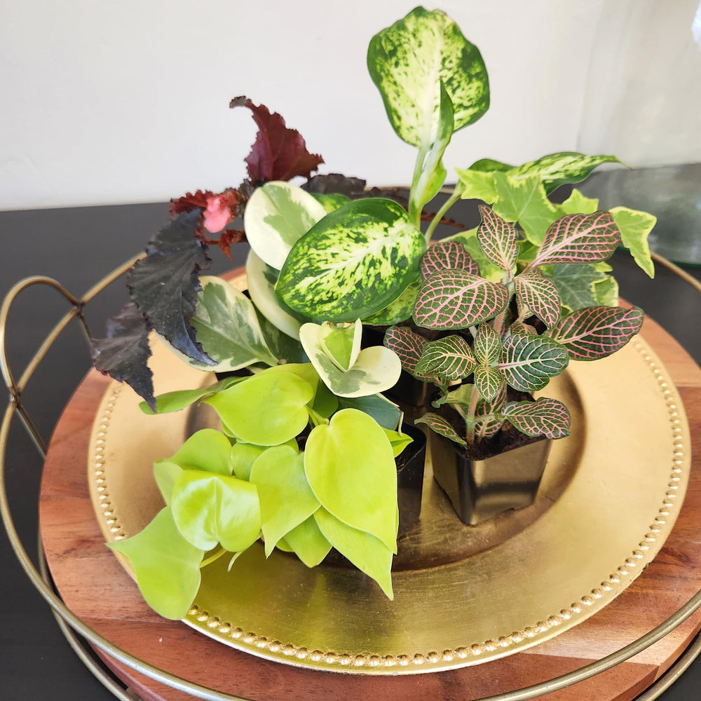 Assorted live indoor plants in a decorative setting