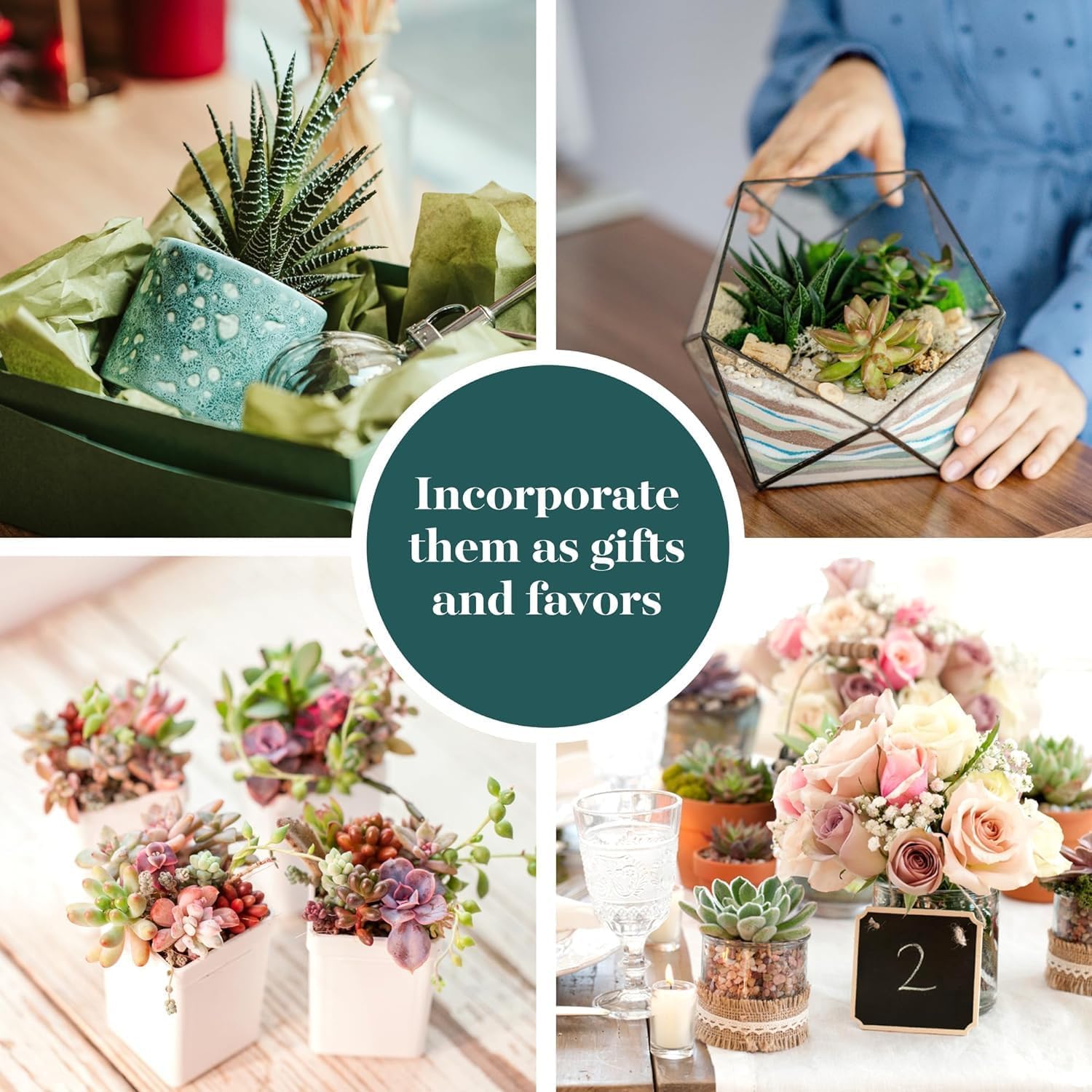 Assorted mini succulents in a decorative arrangement