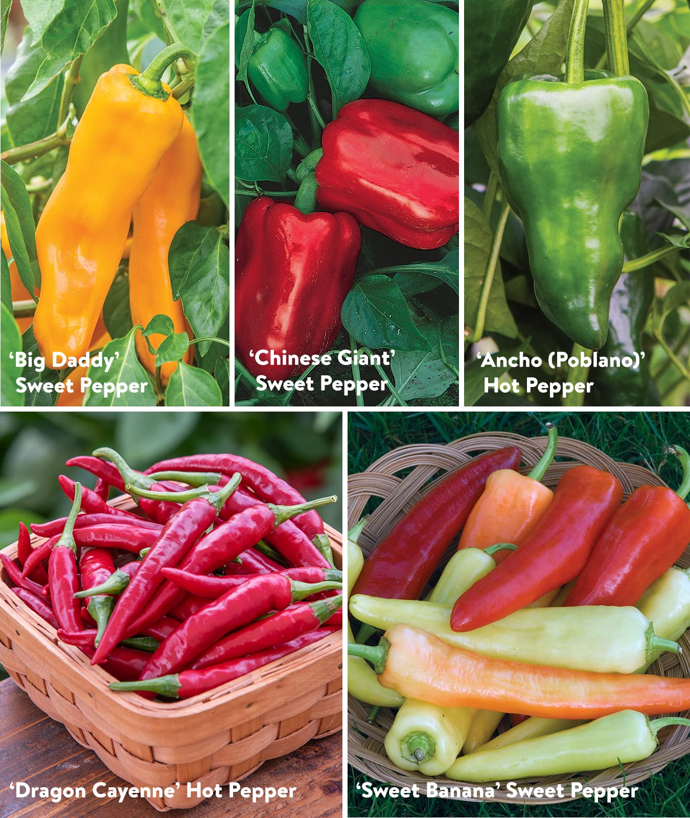 Assorted peppers growing in a garden