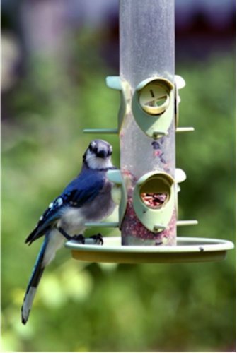 Assorted Southern songbirds feeding on Wagner's bird food