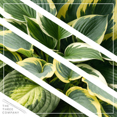 Assorted varieties of The Three Company Hosta in a 1 Qt pot