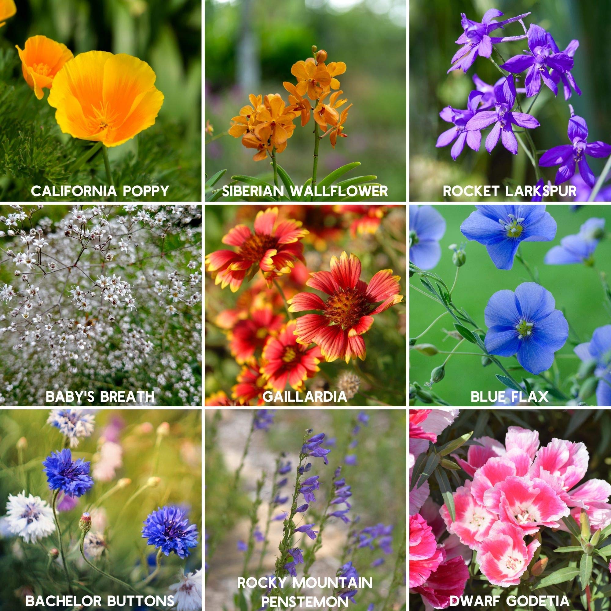 Assorted wildflowers blooming from Rocky Mountain Seed Mix