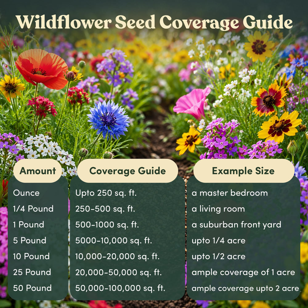 Assorted wildflowers blooming in garden from GevaGrow seeds