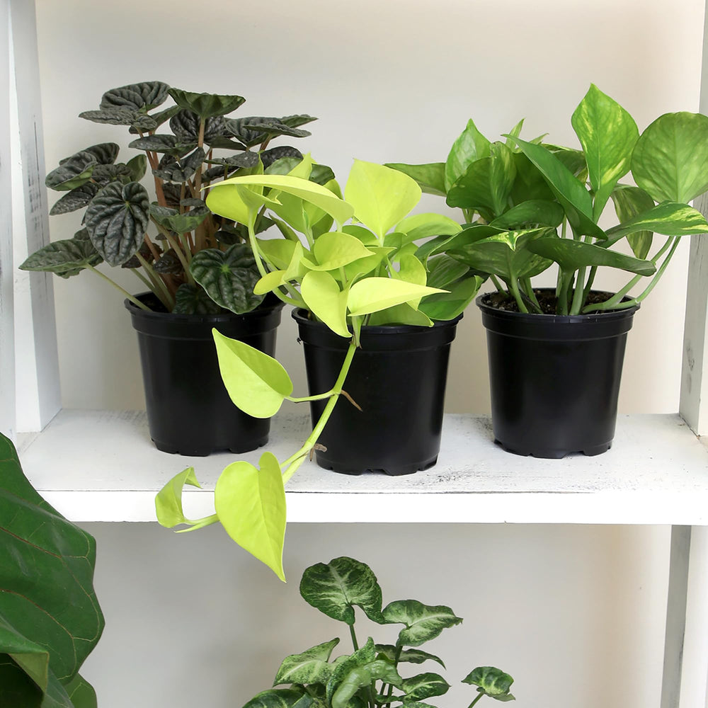 Assortment of four houseplants from Altman Plants on display