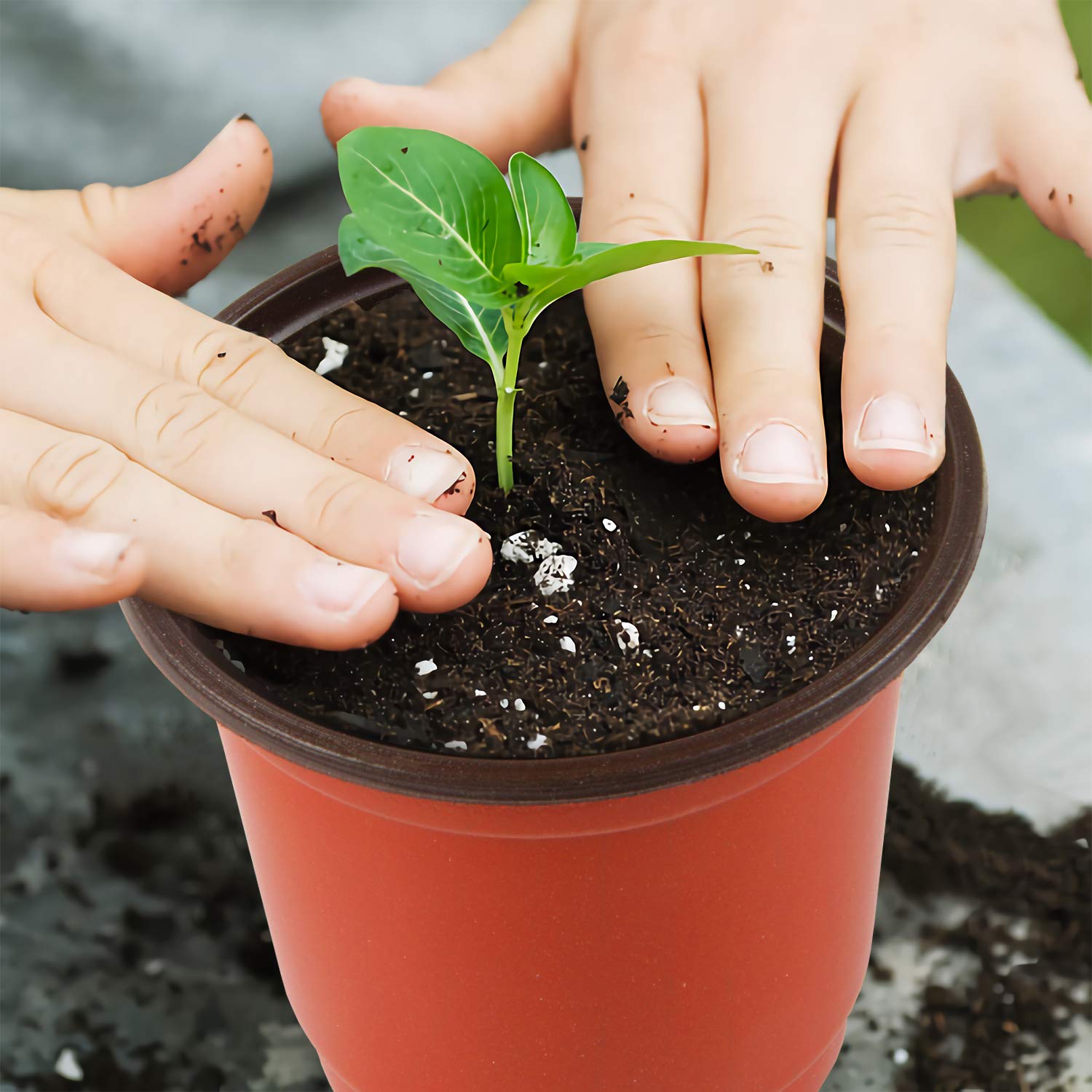 Augshy 4-Inch nursery pots with seedlings planted