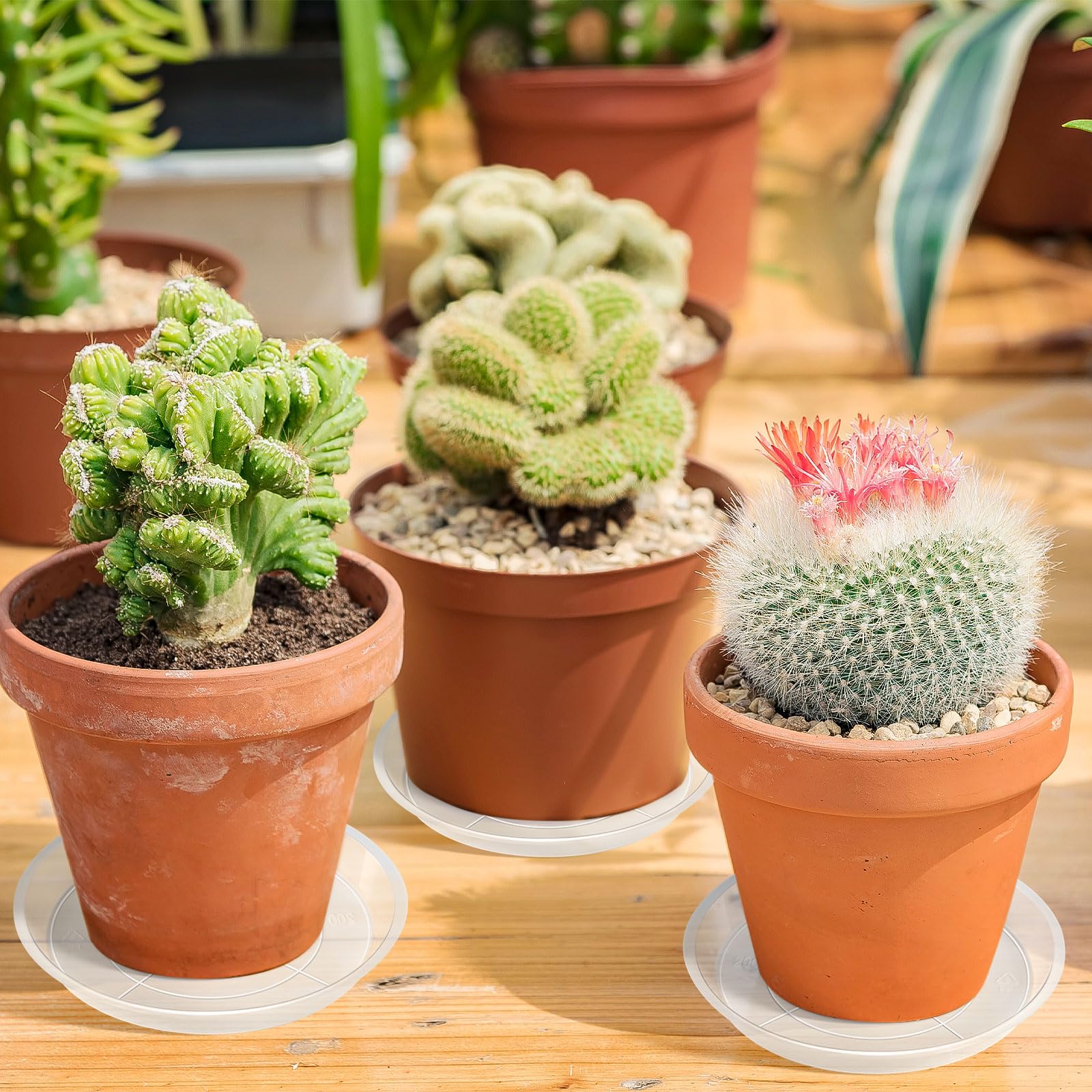 Augshy plant saucer set displayed outdoors