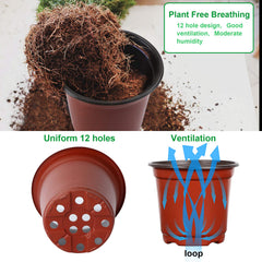 Augshy seed starting pots with succulent seedlings