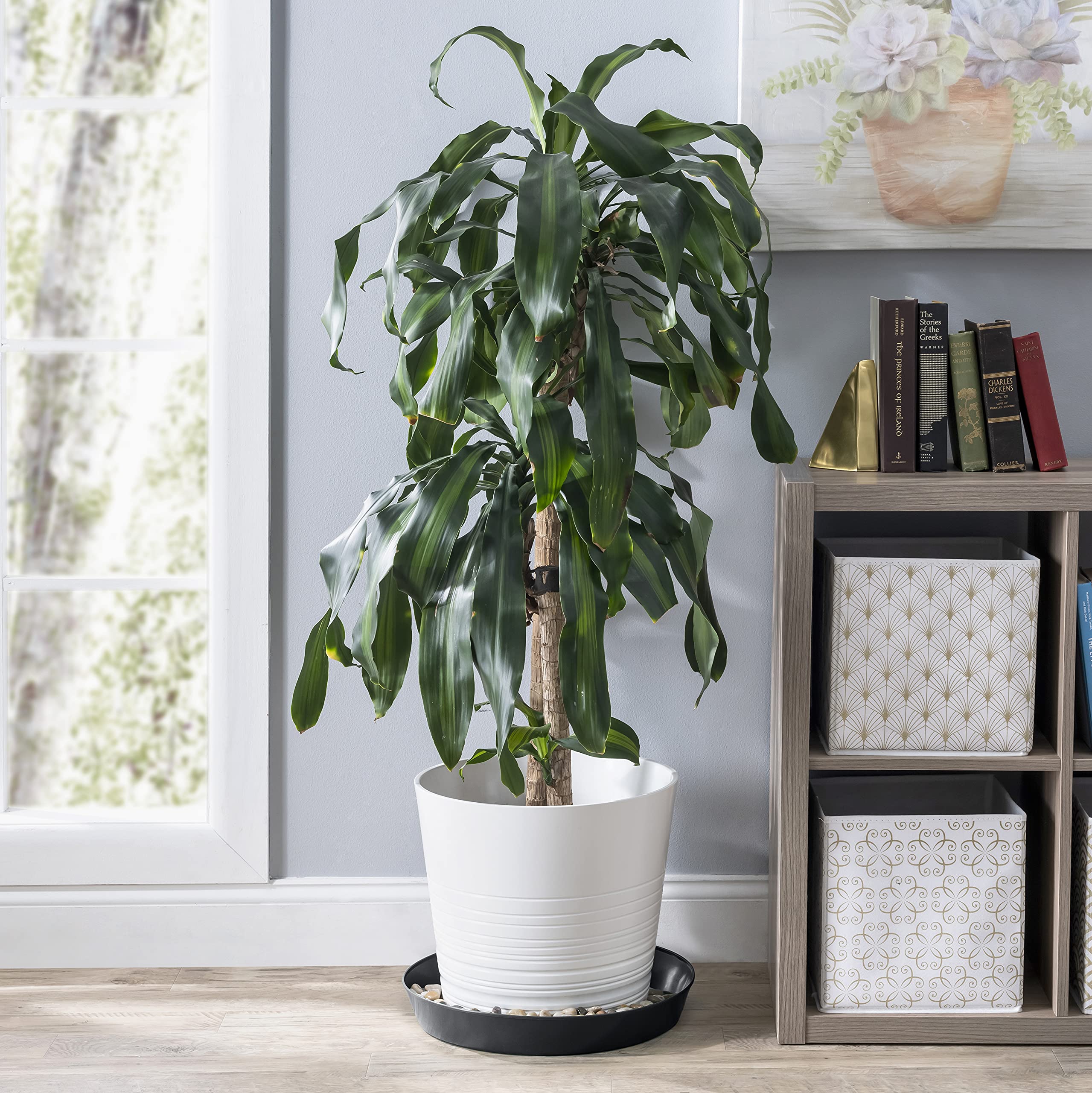 Austin Planter 4 Inch black saucers in packaging