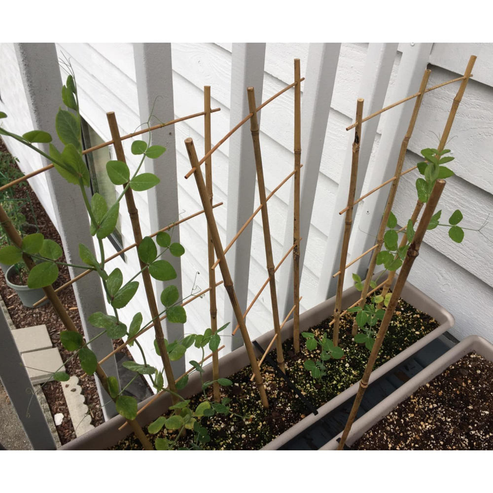 Avalution Bamboo Trellis showing multiple installations in a garden