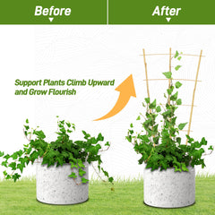 Avalution Bamboo Trellis supporting climbing ivy plant