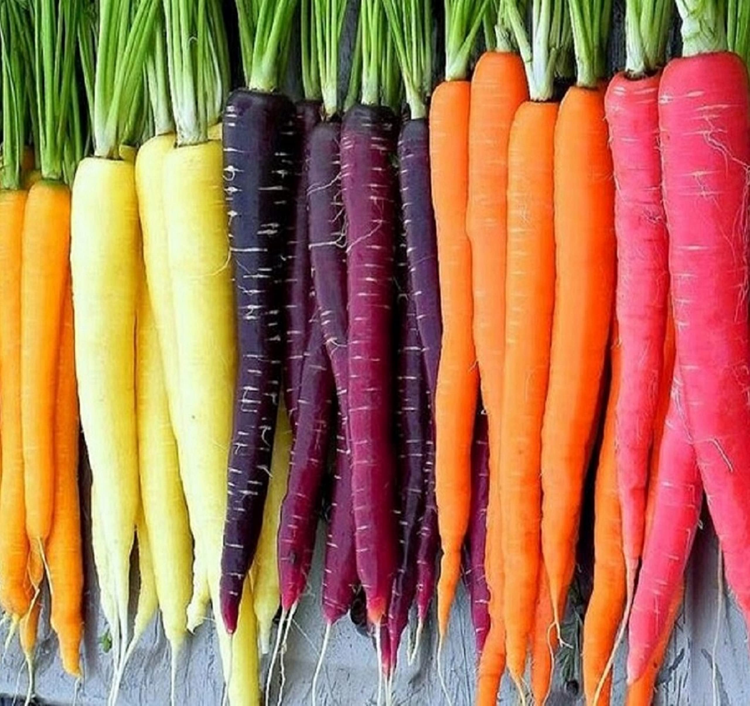 Axel's Garden Seeds Rainbow Carrot Seeds packet front view