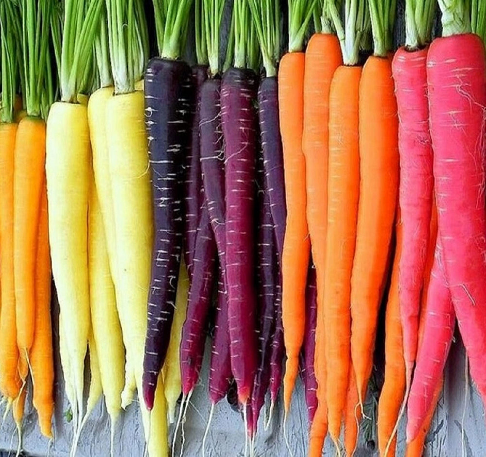 Axel's Garden Seeds Rainbow Carrot Seeds packet front view
