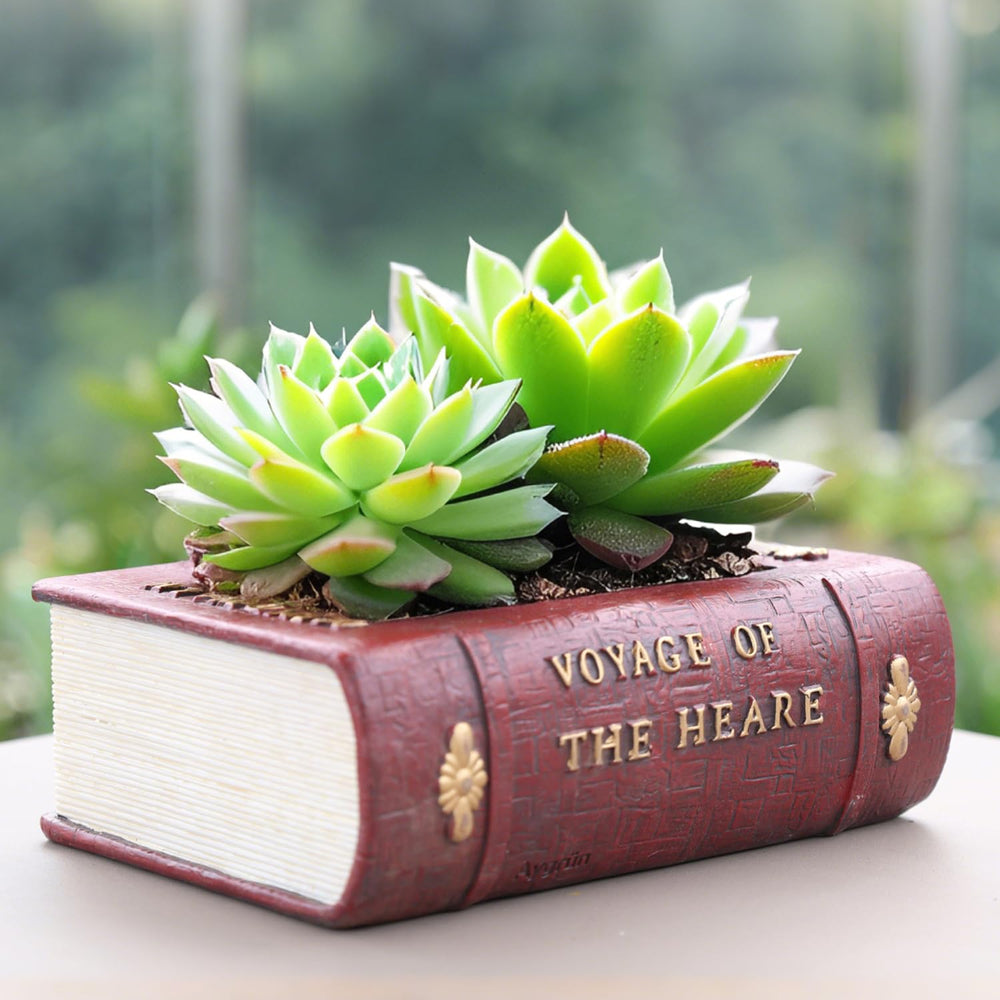 Aygrün Vintage Book Planter with a succulent arrangement