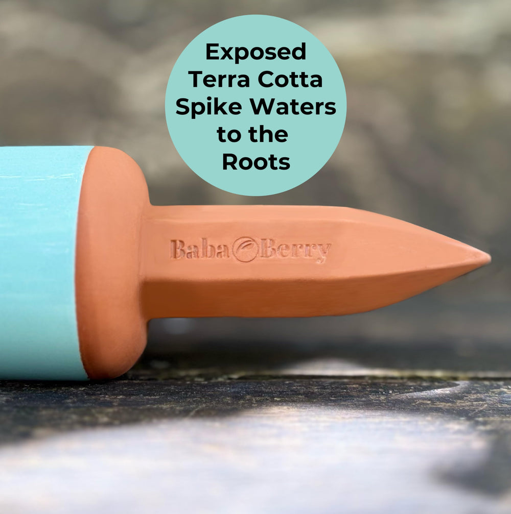 BabaBerry Terracotta Watering Spikes with measurement details