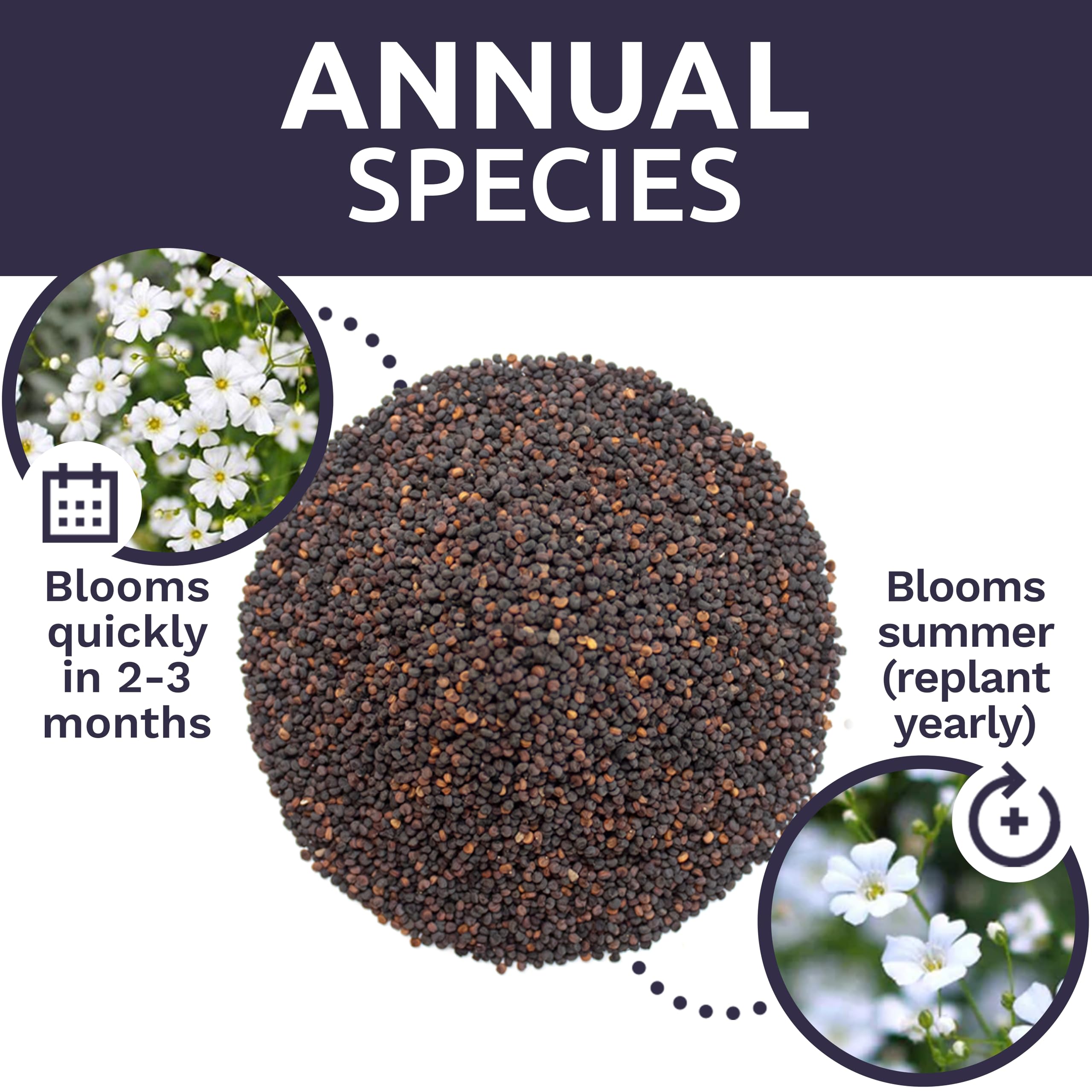 Baby's Breath seeds spread across garden soil