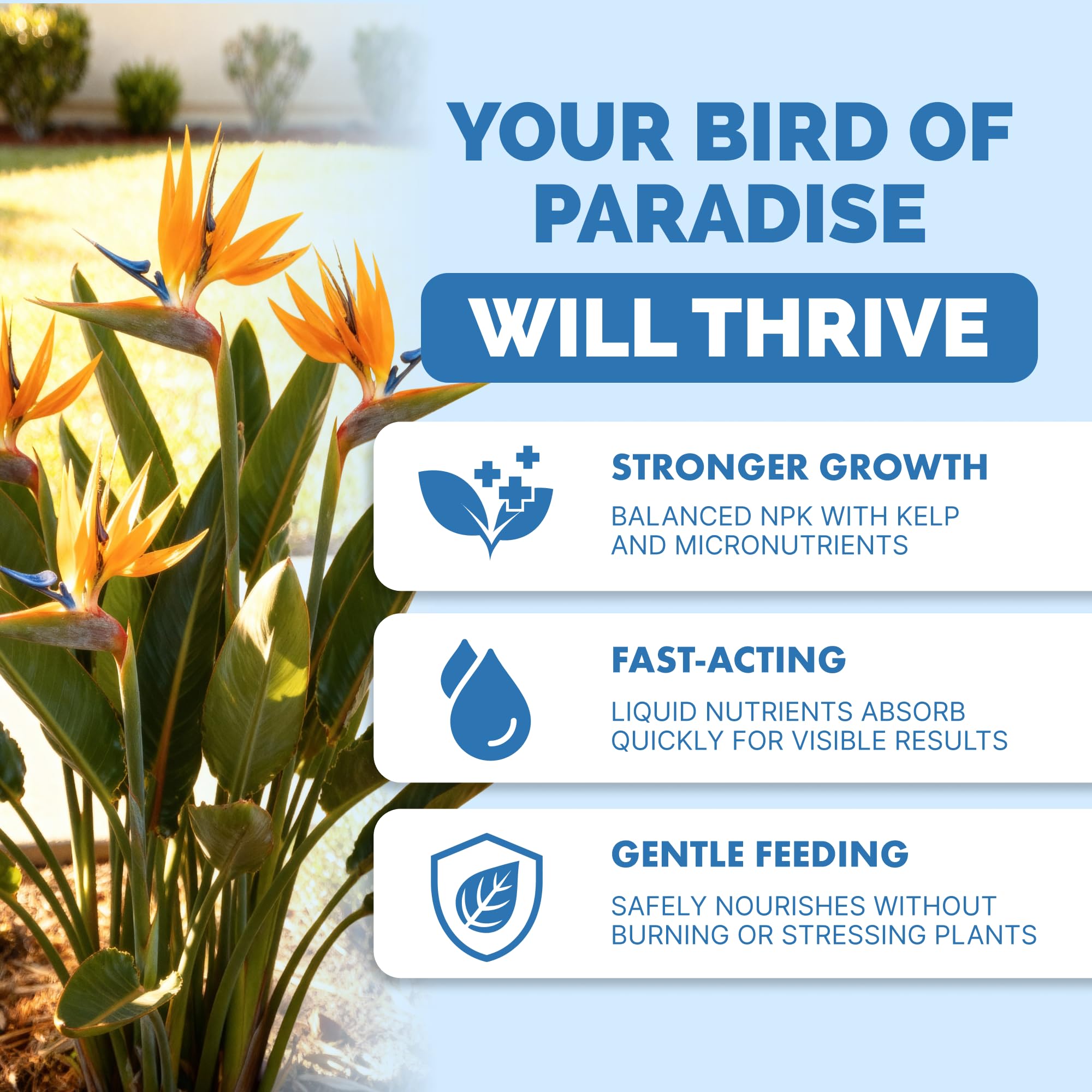Back label of TPS NUTRIENTS Bird of Paradise Fertilizer