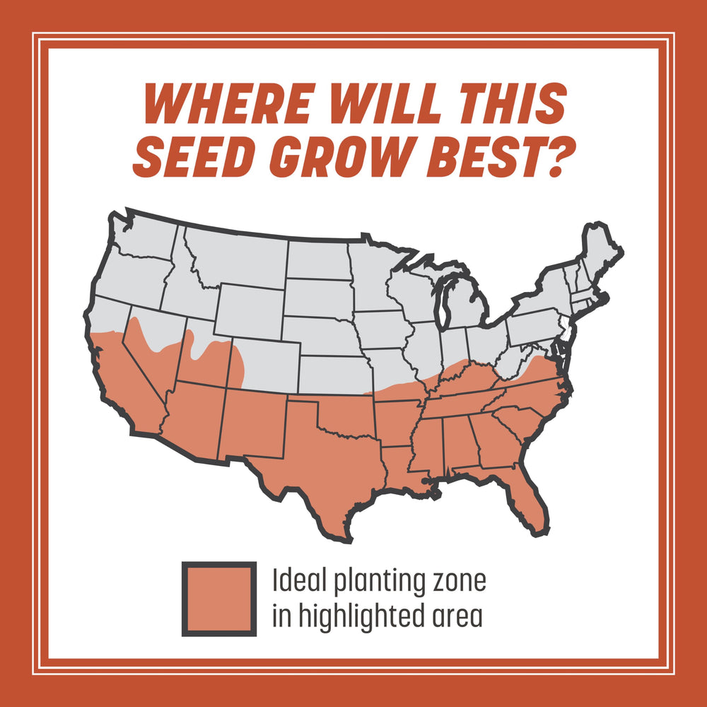 Back of Pennington Bermudagrass seeds packaging with instructions