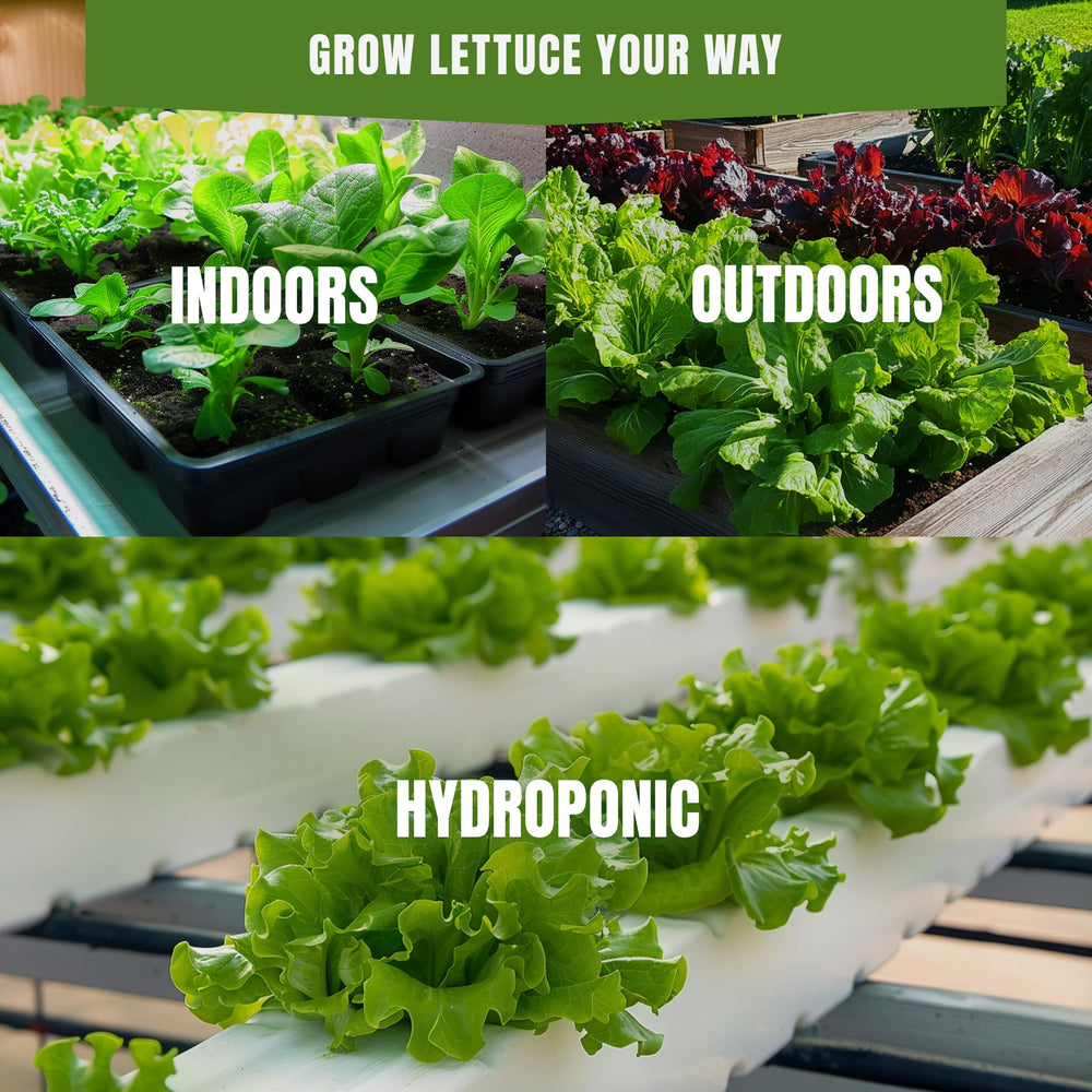 Back of SPROUTME SEEDS Lettuce & Salad Greens Seeds pack