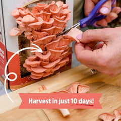 Back to the Roots Mushroom Grow Kit side view showing packaging details