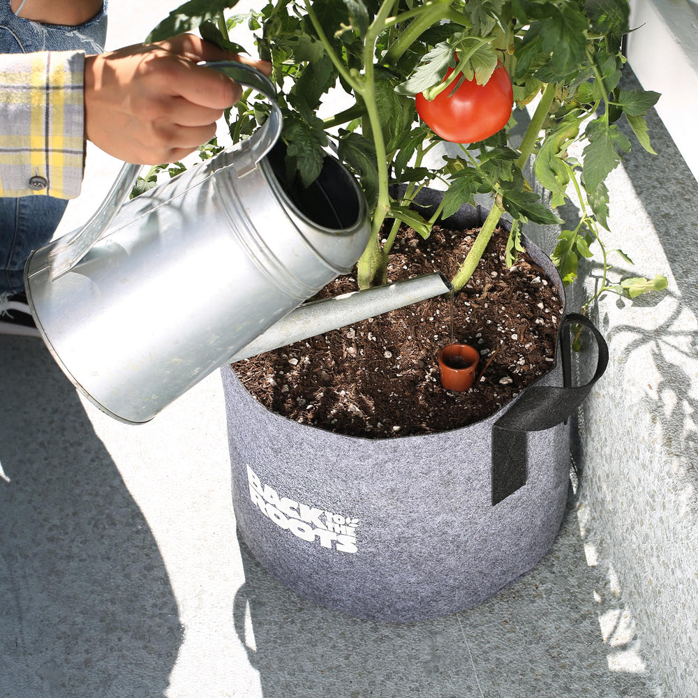 Back to the Roots Olla Pot in a classroom setting for gardening education