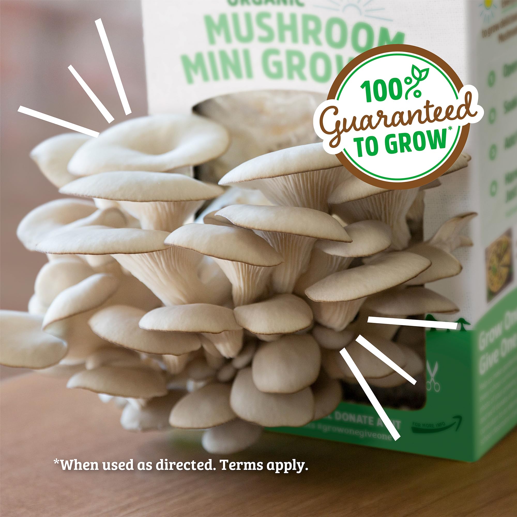 Back to the Roots Organic Mini Mushroom Grow Kit packaging