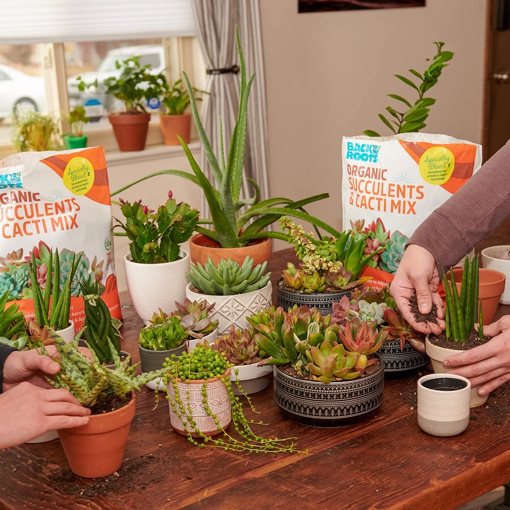 Back to the Roots Succulent & Cacti Mix in a garden setting