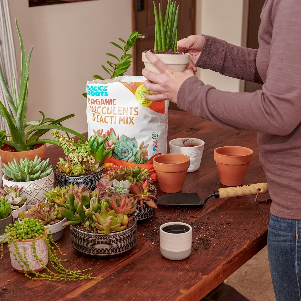 Back to the Roots Succulent & Cacti Mix side view