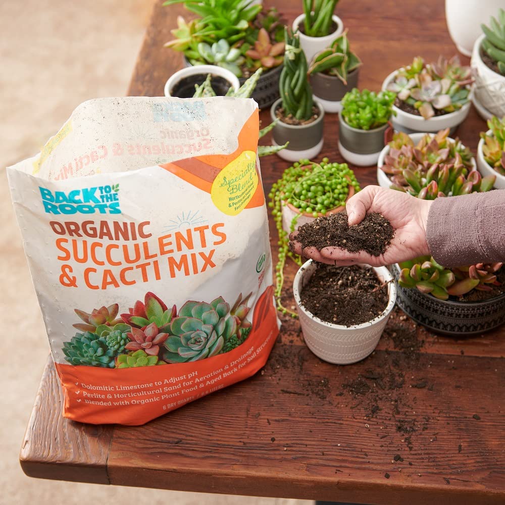 Back to the Roots Succulent & Cacti Mix with cacti