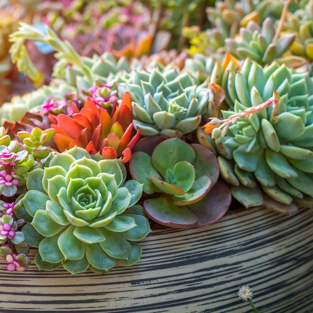 Back to the Roots Succulent & Cacti Mix with gardening tools