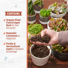 Back to the Roots Succulent & Cacti Mix with succulents