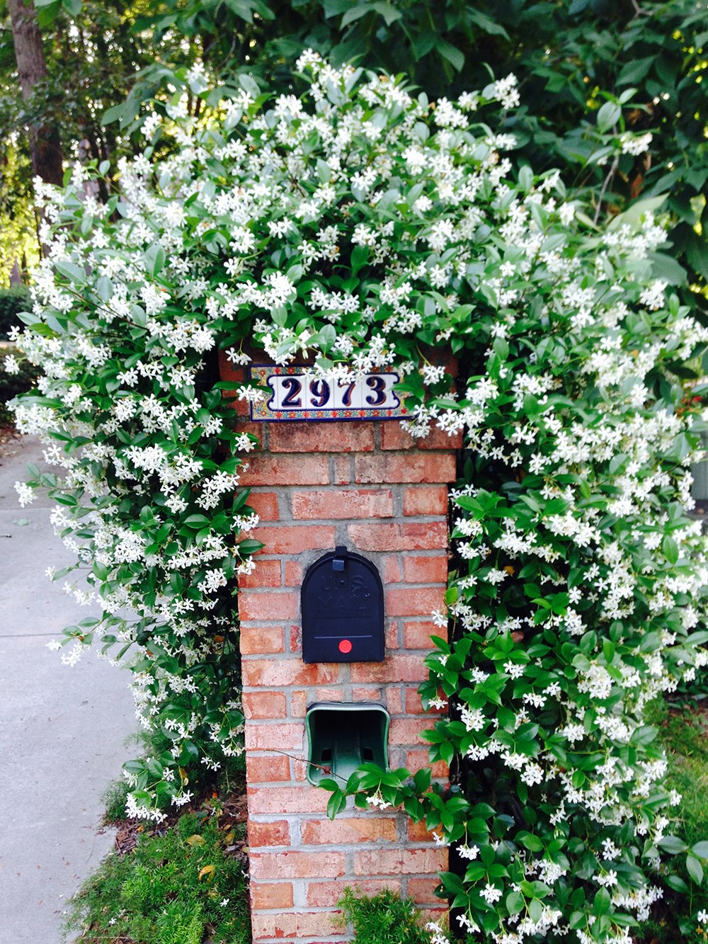 Back view of Confederate Jasmine plant showcasing cascading leaves