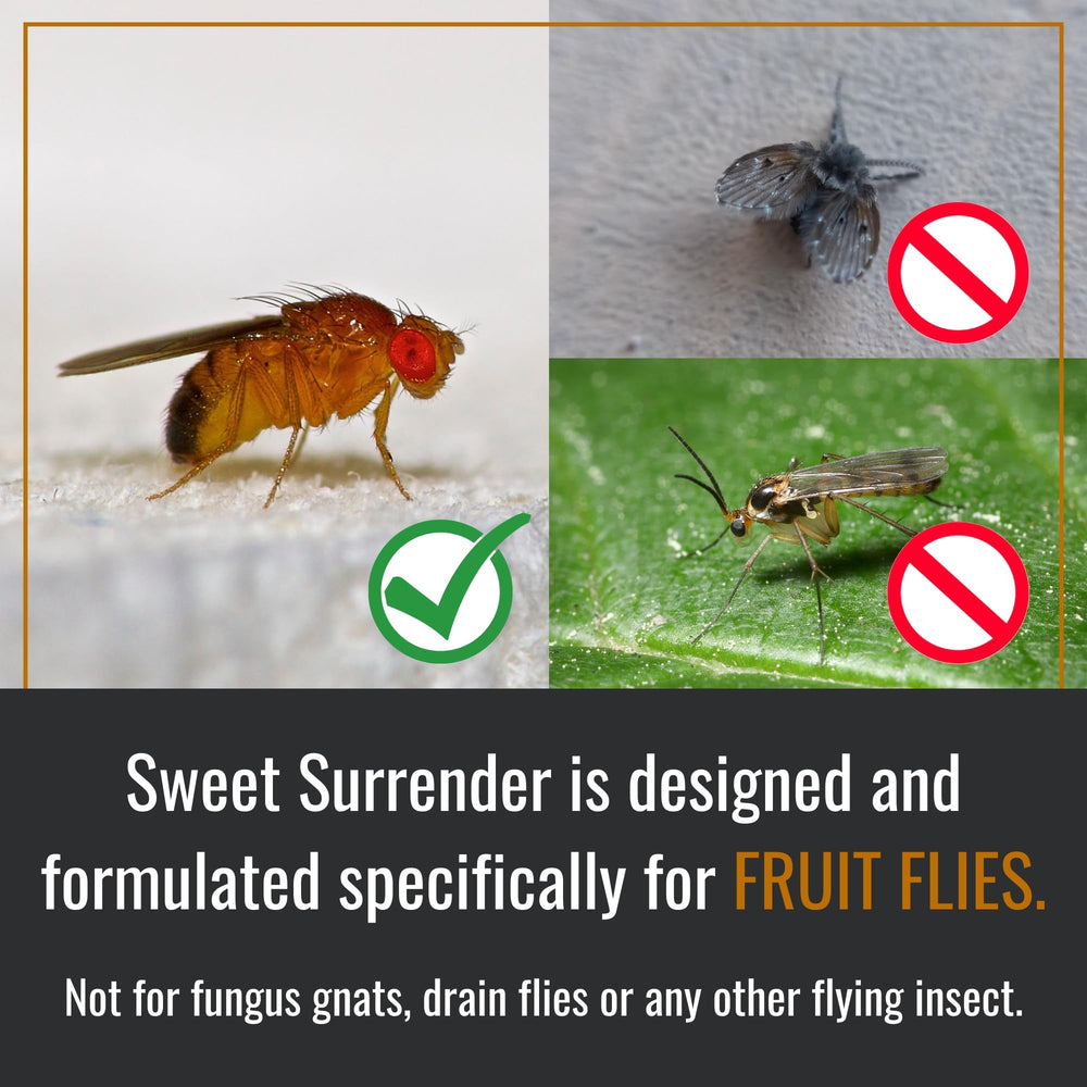 Back view of Dr. Killigan's reusable fruit fly trap