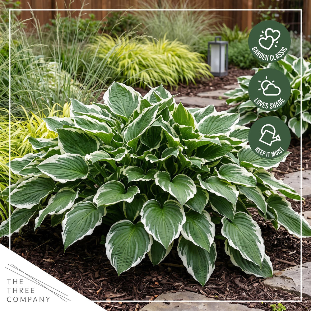 Back view of Hosta Patriot plants in a greenhouse setting