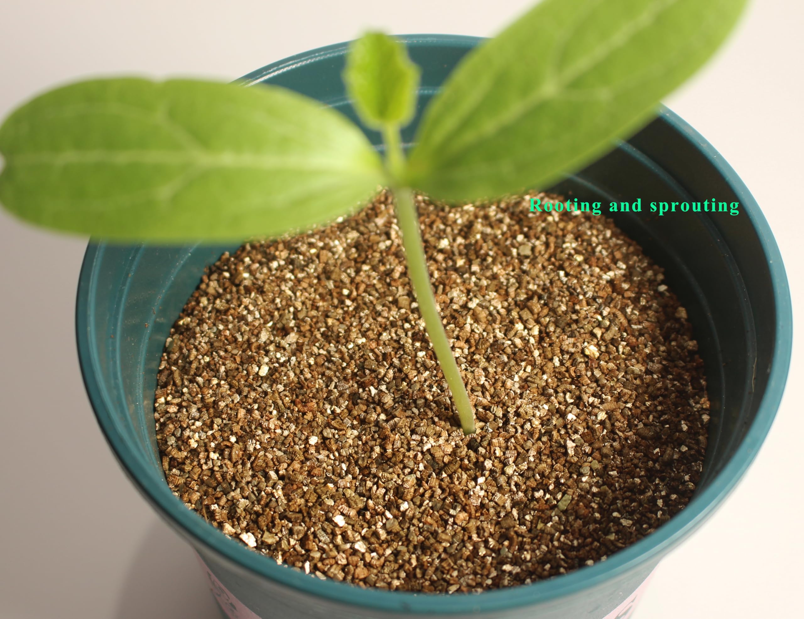 Back view of JFWOD Organic Vermiculite packaging