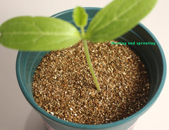 Back view of JFWOD Organic Vermiculite packaging